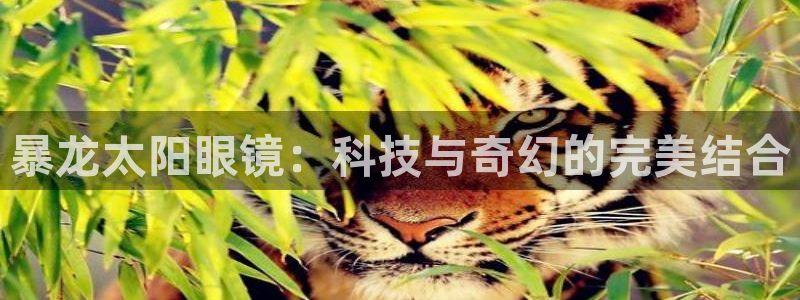 卧龙娱乐招商主管